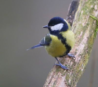 Koolmees - Great Tit