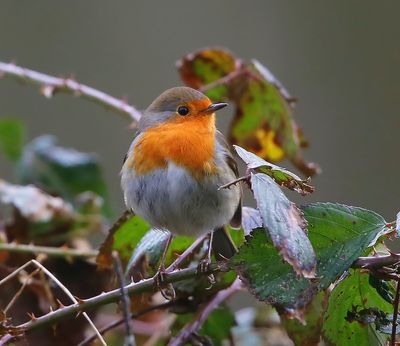 Roodborst - European Robin