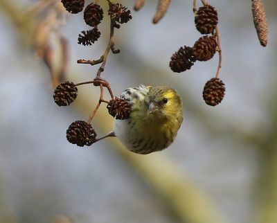 Sijs - Eurasian  Siskin