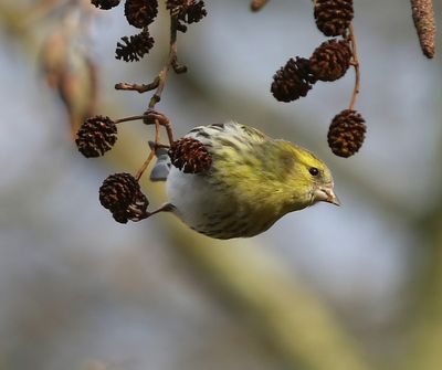 Sijs - Eurasian  Siskin