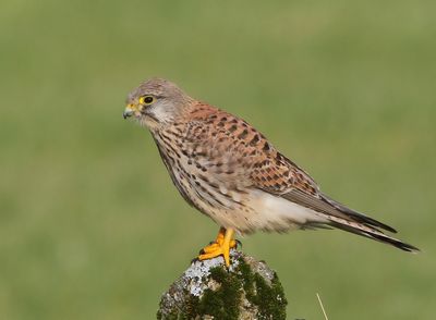 Torenvalk - Common Kestrel