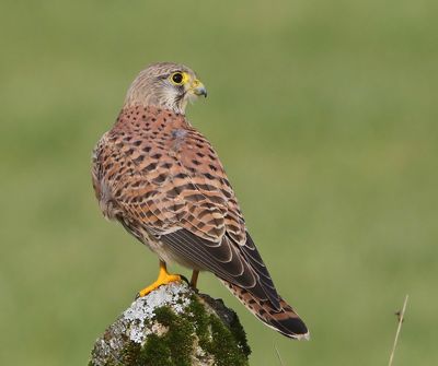 Torenvalk - Common Kestrel