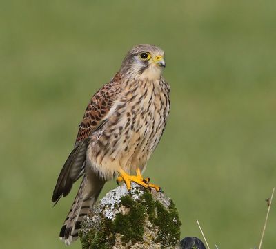 Torenvalk - Common Kestrel