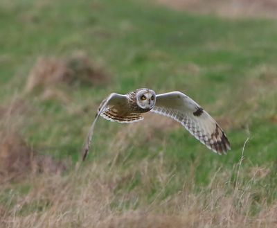 Velduil - Short-eared Owl