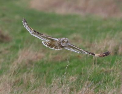 Velduil - Short-eared Owl
