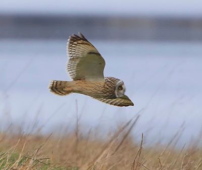 Velduil - Short-eared Owl