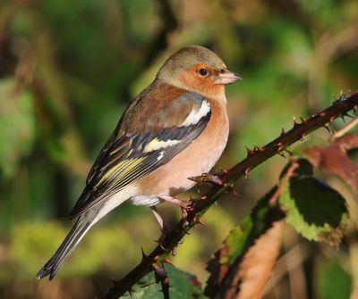 Vink - Common Chaffinch