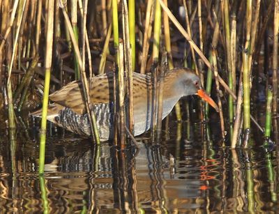 Waterral - Water Rail