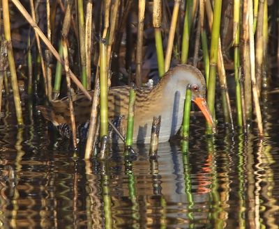 Waterral - Water Rail