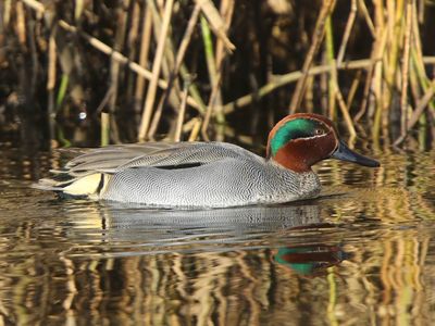 Wintertaling - Common Teal