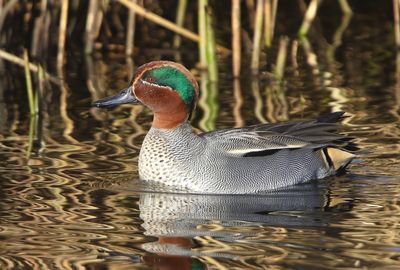 Wintertaling - Common Teal