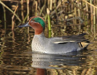 Wintertaling - Common Teal