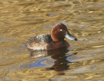 Witoogeend - Ferruginous Duck