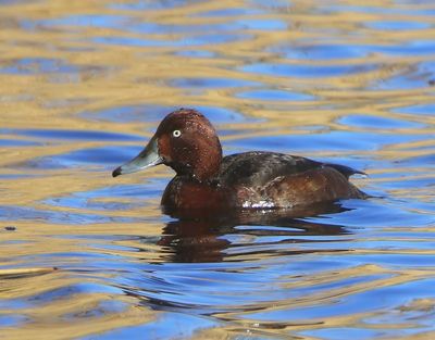 Witoogeend - Ferruginous Duck