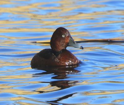 Witoogeend - Ferruginous Duck