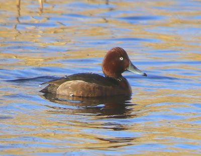 Witoogeend - Ferruginous Duck