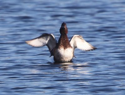 Witoogeend - Ferruginous Duck