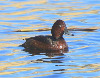 Witoogeend - Ferruginous Duck