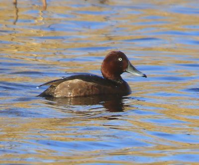Witoogeend - Ferruginous Duck