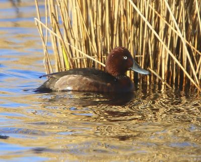 Witoogeend - Ferruginous Duck
