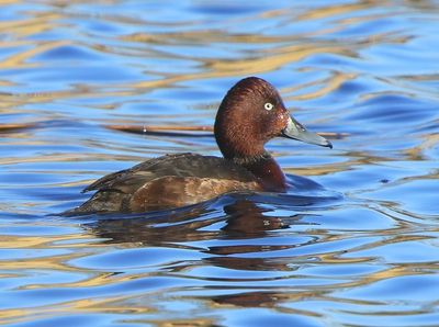 Witoogeend - Ferruginous Duck