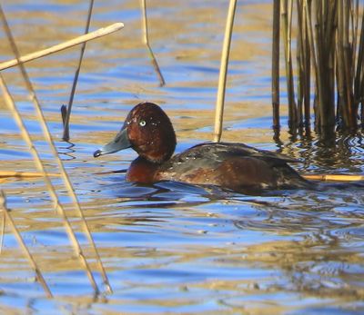Witoogeend - Ferruginous Duck