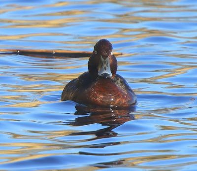 Witoogeend - Ferruginous Duck