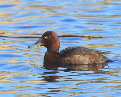 Witoogeend - Ferruginous Duck