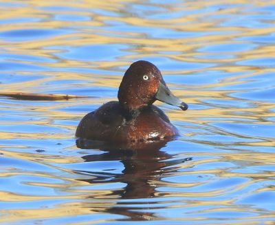 Witoogeend - Ferruginous Duck