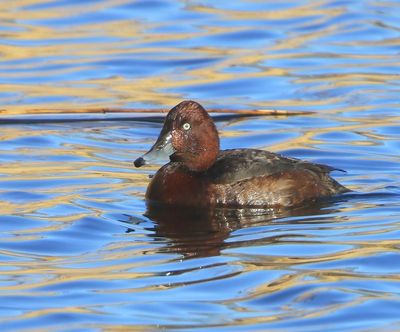 Witoogeend - Ferruginous Duck
