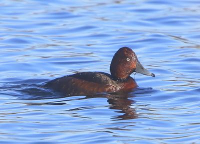 Witoogeend - Ferruginous Duck