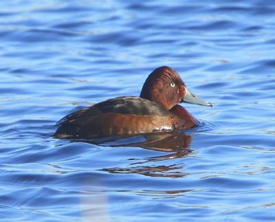 Witoogeend - Ferruginous Duck