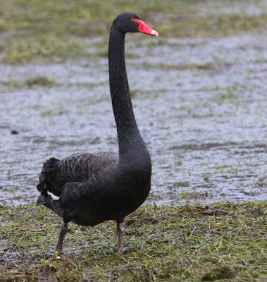 Zwarte Zwaan - Black Swan