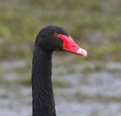 Zwarte Zwaan - Black Swan