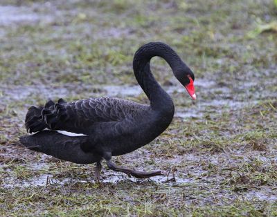 Zwarte Zwaan - Black Swan