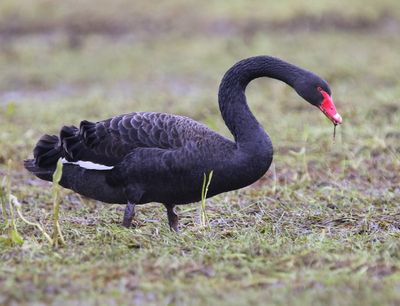 Zwarte Zwaan - Black Swan