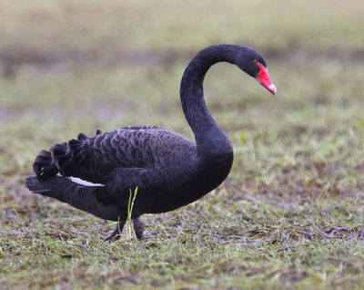 Zwarte Zwaan - Black Swan