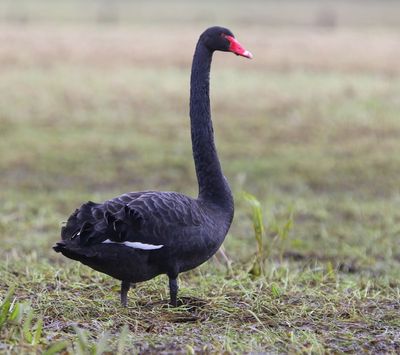 Zwarte Zwaan - Black Swan