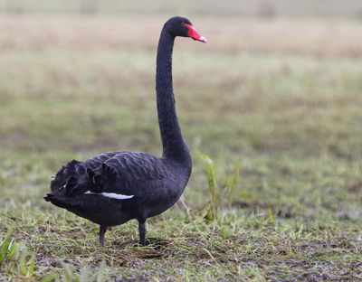 Zwarte Zwaan - Black Swan