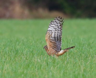 Blauwe Kiekendief - Hen Harrier