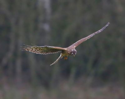 Blauwe Kiekendief - Hen Harrier