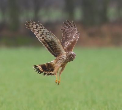 Blauwe Kiekendief - Hen Harrier
