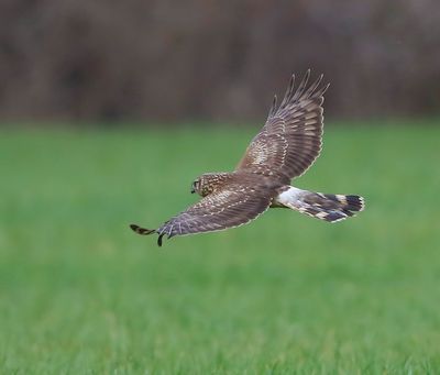 Blauwe Kiekendief - Hen Harrier