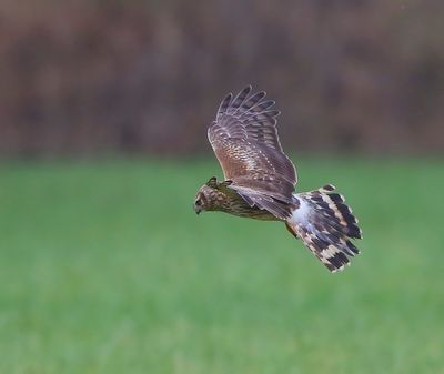 Blauwe Kiekendief - Hen Harrier