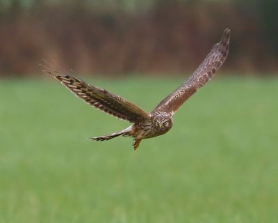 Blauwe Kiekendief - Hen Harrier