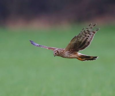 Blauwe Kiekendief - Hen Harrier