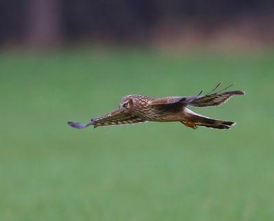 Blauwe Kiekendief - Hen Harrier