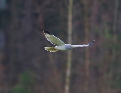 Blauwe Kiekendief - Hen Harrier