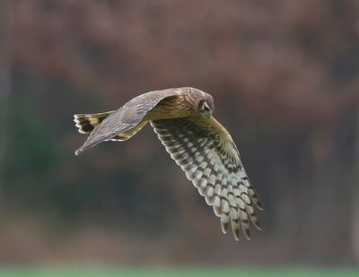 Blauwe Kiekendief - Hen Harrier