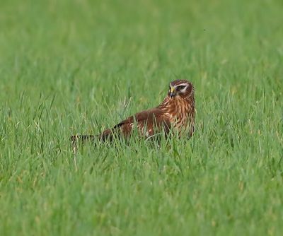 Blauwe Kiekendief - Hen Harrier